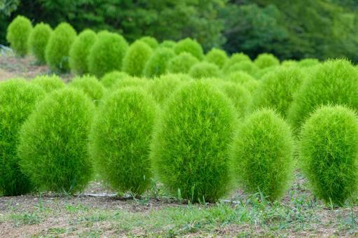 鮮やかな緑のコキア畑 鮮やかな緑のコキア畑の写真