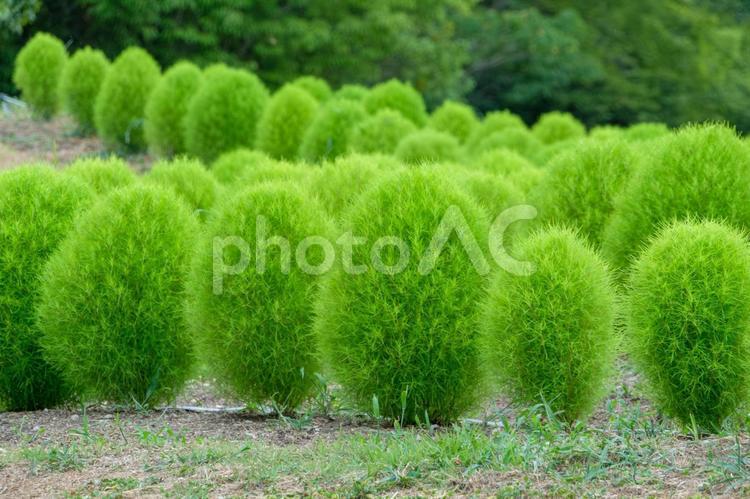 鮮やかな緑のコキア畑 コキア,緑,植物の写真素材