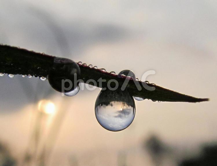 水滴と緑の葉と朝日（Water drops） 水滴,すいてき,しずくの写真素材