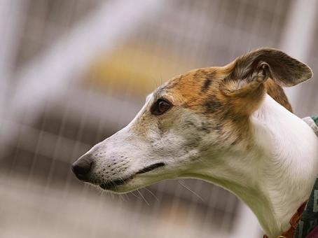 ワンコの横顔（ウィペット） 犬,ウィペット,中型犬の写真素材