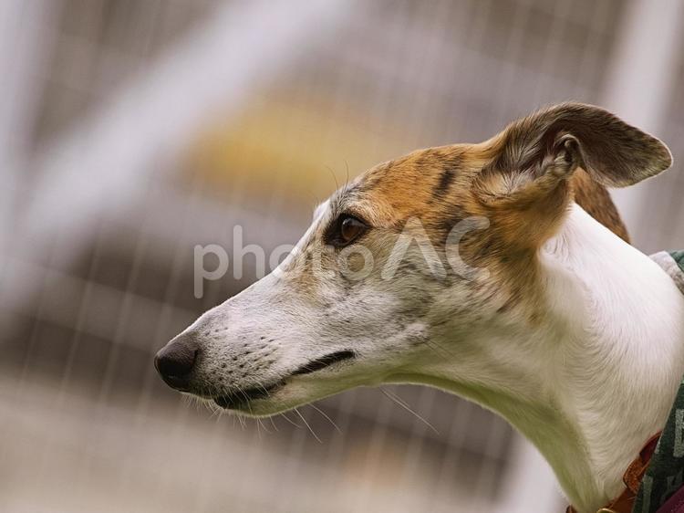 ワンコの横顔（ウィペット） 犬,ウィペット,中型犬の写真素材