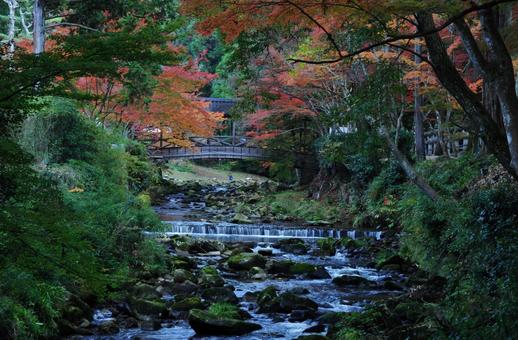 もみじ 自然,風景,秋の写真素材
