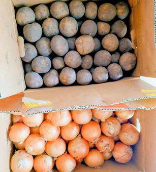 たくさんの玉ねぎとじゃがいも じゃがいも,ジャガイモ,ポテトの写真素材