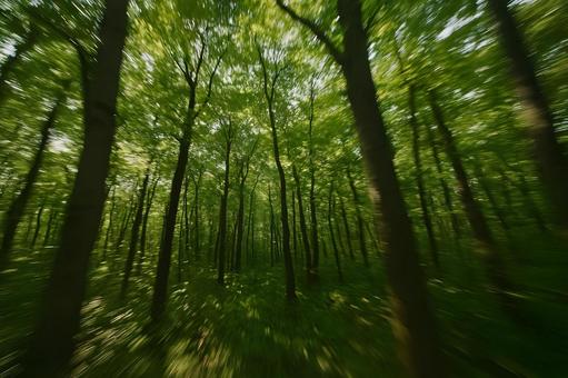 躍動する緑の森 躍動する緑の森の写真