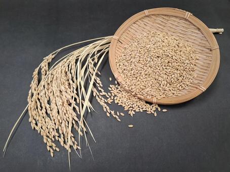 稲穂と籾_黒バック 秋,秋の味覚,米の写真素材