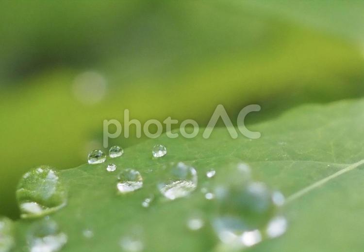葉っぱの上の綺麗なしずく しずく,雨,美しいの写真素材