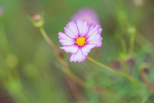 ピンク色の美しいコスモス ピンク色の美しいコスモス コスモス,秋桜,草花の写真素材