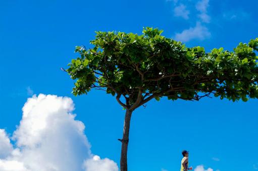 南国の夏空 南国の夏空 空,ワイド背景,バナー素材の写真素材