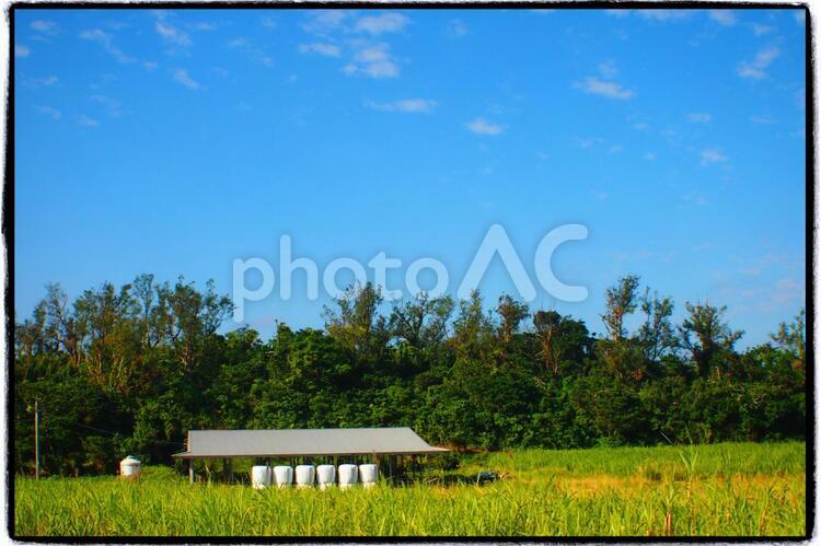 喜界島の牛小屋とサトウキビ畑 牛小屋,さとうきび,畑の写真素材