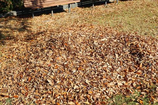 落ち葉の山 落ち葉,枯れ葉,葉の写真素材