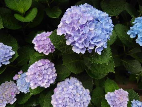 Photo, calyx, hydrangea, hydrangeae, 