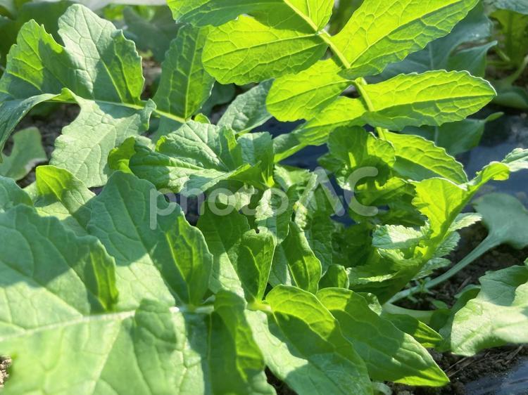 成長中の大根 野菜,大根,だいこんの写真素材