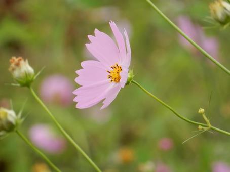 【花の写真】コスモス（秋桜） コスモス,秋桜,自然の写真素材