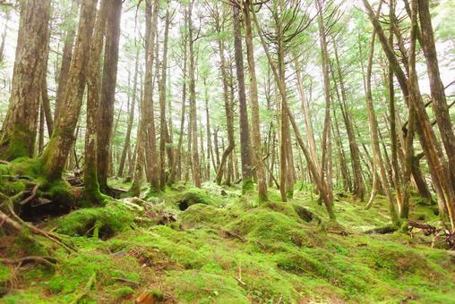 森と苔のじゅうたん 苔,絨毯,みずみずしいの写真素材