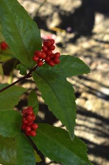 冬の果実：センリョウ2 植物,センリョウ,千両の写真素材