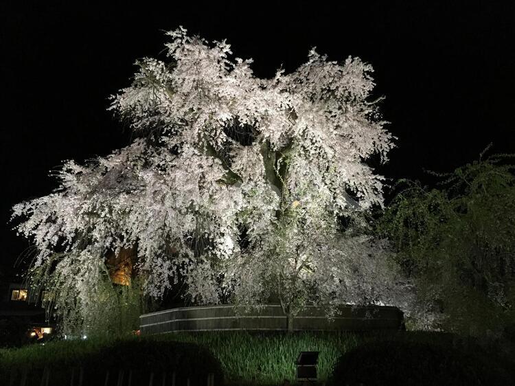 円山公園の夜桜③ 京都,円山公園,夜桜の写真素材