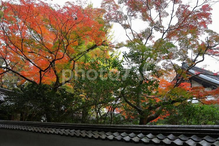 １１月中旬の奈良吉野金峯山寺本坊の紅葉 紅葉,きれい,美しいの写真素材