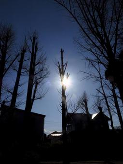 冬の木々 冬,冬木立,木のシルエットの写真素材