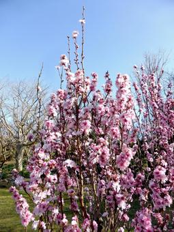 公園の一角で花開くハナモモの木 公園の一角で花開くハナモモの木 ハナモモ,花,植物の写真素材