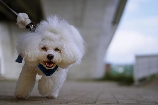 お散歩ワンコ(ビションフリーゼ) お散歩ワンコ(ビションフリーゼ) 犬,ビションフリーゼ,白い犬の写真素材