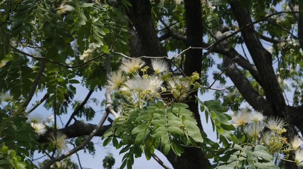 Silk tree, JPG Silk tree, JPG