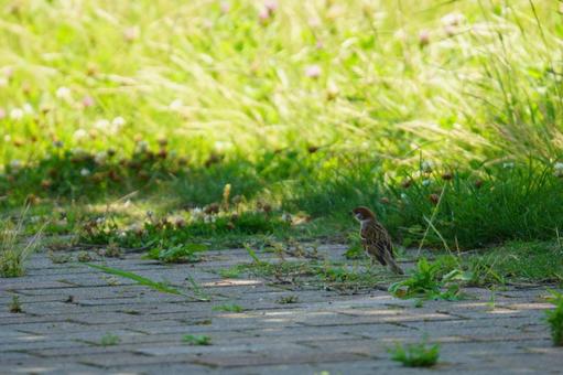 Sparrow, JPG Sparrow, JPG
