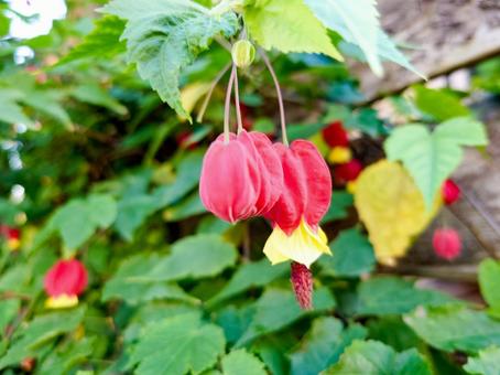 チロリアンランプ チロリアンランプ,ウキツリボク,つる性植物の写真素材