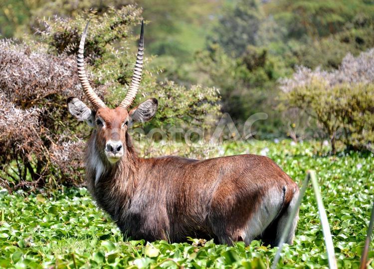 アフリカ　ウォーターバック　野生動物 アフリカ,ウォーターバック,野生動物の写真素材