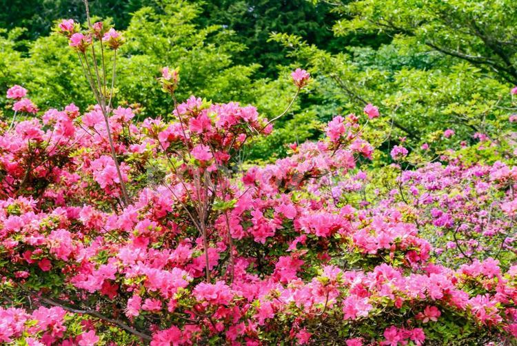 雲仙宝原つつじ公園のミヤマキリシマ ミヤマキリシマ,ツツジ,キリシマツツジの写真素材