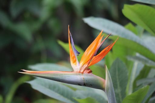 Orange petaled bird of paradise flower, JPG Orange petaled bird of paradise flower, JPG