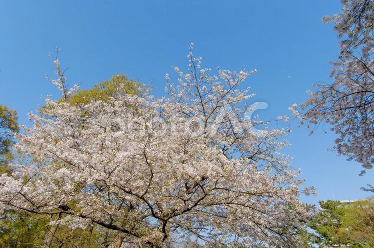 満開の桜と青空のコントラスト 桜,ソメイヨシノ,春の写真素材