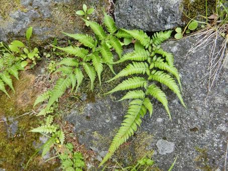 岩の隙間から生えるシダ植物 岩の隙間から生えるシダ植物 シダ植物,シダ,植物の写真素材
