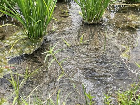 Photo, rice, field, water, 