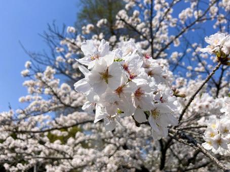 Cherry blossoms in full bloom at Inokashira Park in Tokyo, JPG