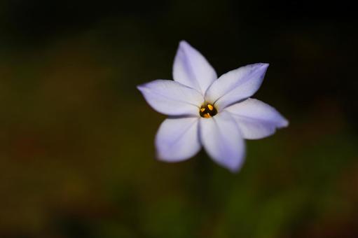 マクロ撮影したハナニラの花 ハナニラ,イフェイオン,植物の写真素材