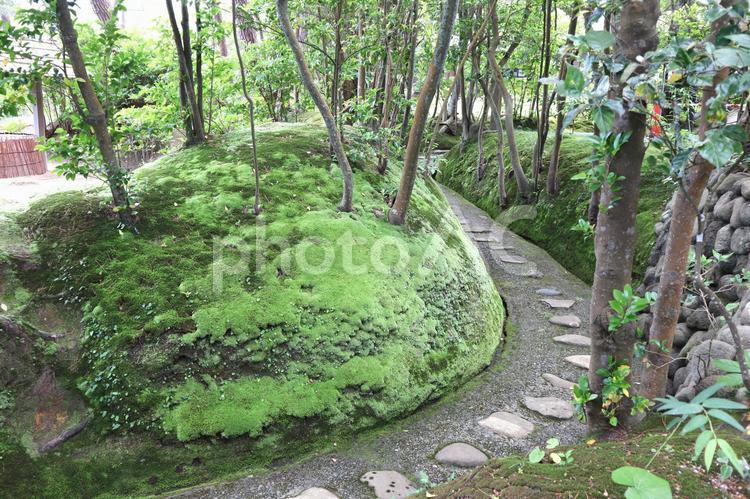 苔の道（茨城大学五浦美術文化研究所内） 苔,小道,林の写真素材