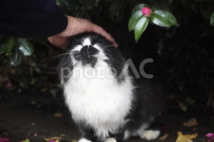 撫でられて喜ぶ野良猫 野良猫,猫,花の写真素材
