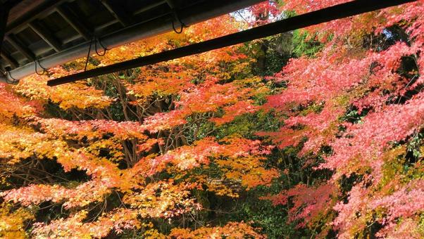 紅葉 紅葉の写真