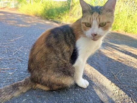 人懐っこい三毛猫 ネコ,保護猫,ニャンコの写真素材