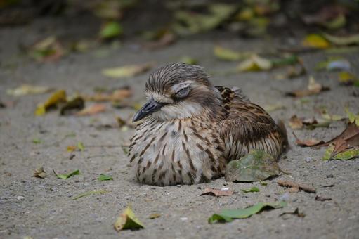 オーストラリアイシチドリ② オーストラリアイシチドリ② チドリ目,イシチドリ科,鳥の写真素材