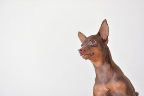 Photo, dog, mini pin, miniature pinscher, 