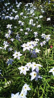 ハナニラ ハナニラ,イフェイオン,花の写真素材