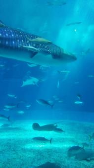 水族館 水族館,ジンベエザメ,魚の写真素材