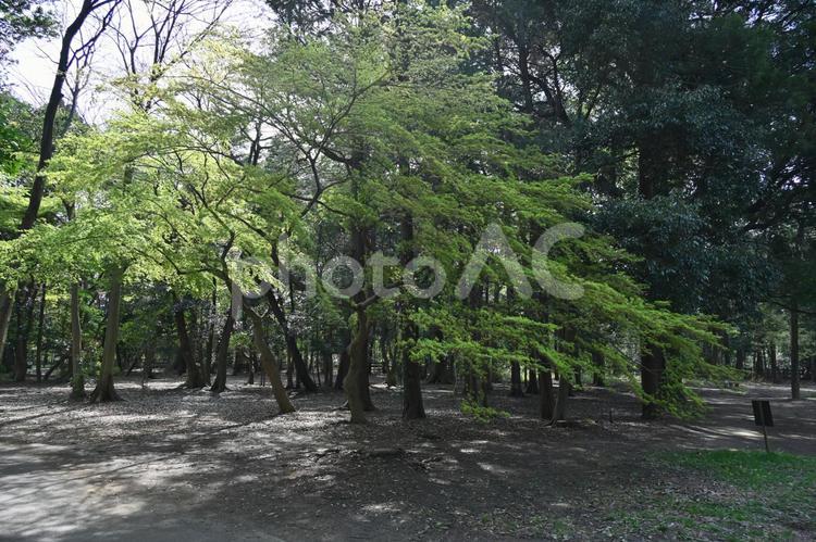 井の頭公園内の春の緑の木々の風景 井の頭公園,緑,木々の写真素材