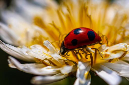 White-flowered dandelion and ladybug, JPG