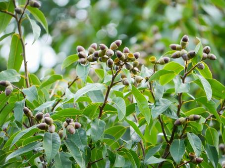 木になるどんぐり.3 どんぐり,秋,木の実の写真素材