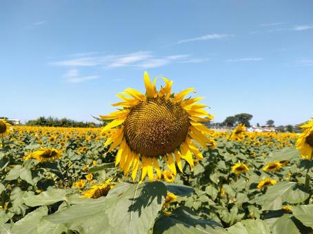Kiyose Sunflowers, JPG Kiyose Sunflowers, JPG