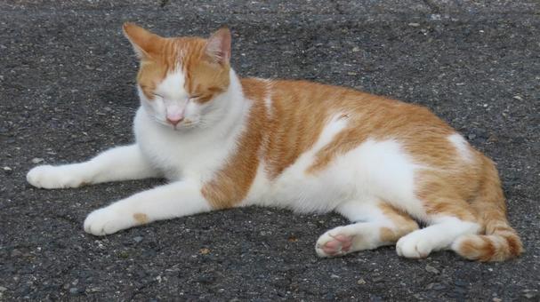 もふもふな毛並が美しい茶白の眠り猫 猫,茶白猫,茶白の写真素材