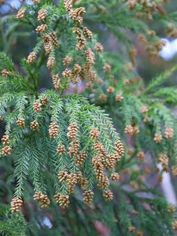 スギの黄色い膨らみ。 スギの黄色い膨らみ。 スギ,花粉,樹木の写真素材