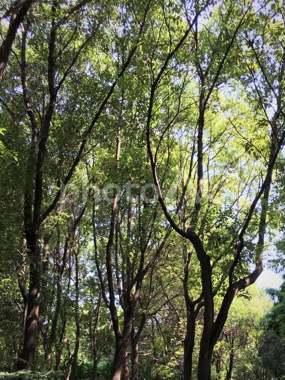 枝のデザインの美しさと青い空 森,林,山の写真素材